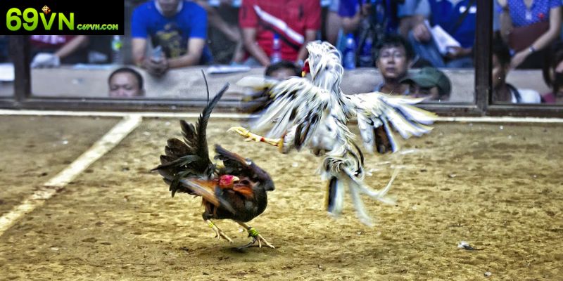 Tập hợp những bộ môn đang được săn đón số 1